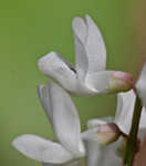 Carolina vetch